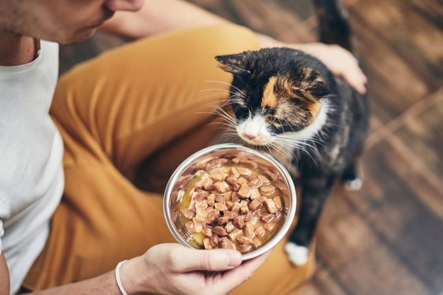 Rückruf von Katzenfutter bei Kaufland